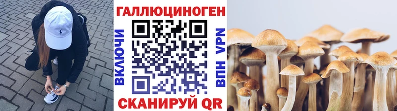 Псилоцибиновые грибы Psilocybine cubensis  Гатчина 